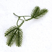 Декор &laquo;Веточка ели&raquo;, набор 10 шт., размер 1 шт. &mdash; 8 &times; 8 &times; 2 см