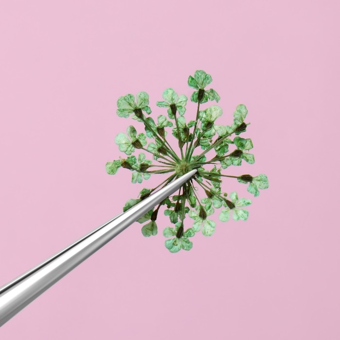 Сухоцветы для декора ногтей, 12 видов, в футляре, цвет разноцветный