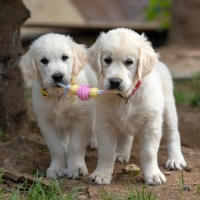 Игрушка жевательная Пижон Premium на верёвке, 3 элемента, термопластичная резина, микс