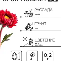 Семена   Астра Матсумото Дебют, смесь окрасок , 0,2г