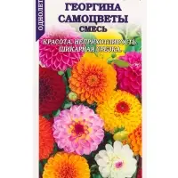 Семена Георгина Самоцветы шаровидная /Сотка/ 0,1г/ смесь h-110см d-12см /*1500