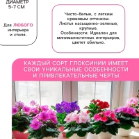 Глоксиния &laquo;Монт Бланк&raquo;, многолетник, комнатный, луковица в пакете с перфорацией, р-р 5/6, 2 шт.