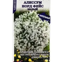 Семена Алиссум Норд фейс белый /Сотка/ 0,01г/*1800