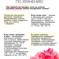 Флокс &laquo;Уральские сказы&raquo; корневище в пакете с торфогрунтом, р-р I, 2 шт.