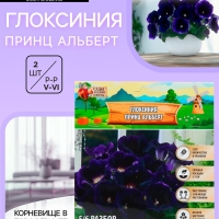 Глоксиния &laquo;Принц Альберт&raquo;, многолетник, комнатный, луковица в пакете с перфорацией, р-р 5/6, 2 шт.