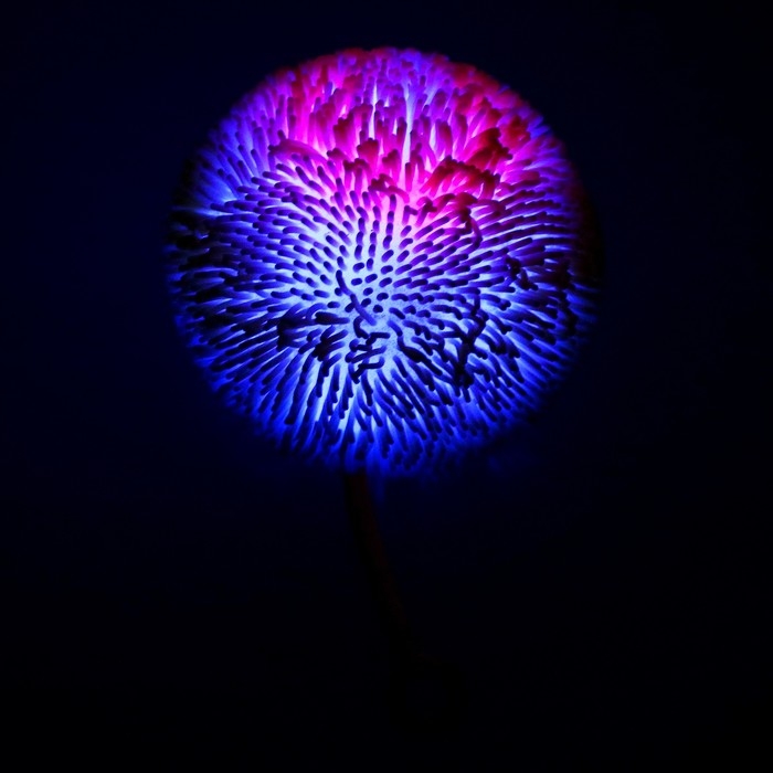 Ёжка &laquo;Пушистик&raquo; световой, цвета МИКС