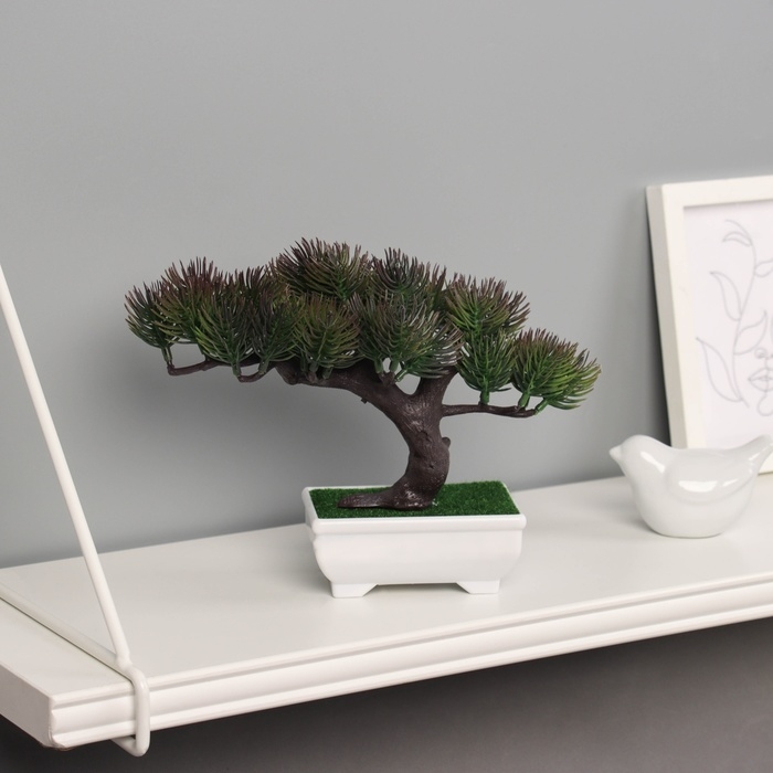 Бонсай в горшке "Сосна галант" 12х16 см МИКС