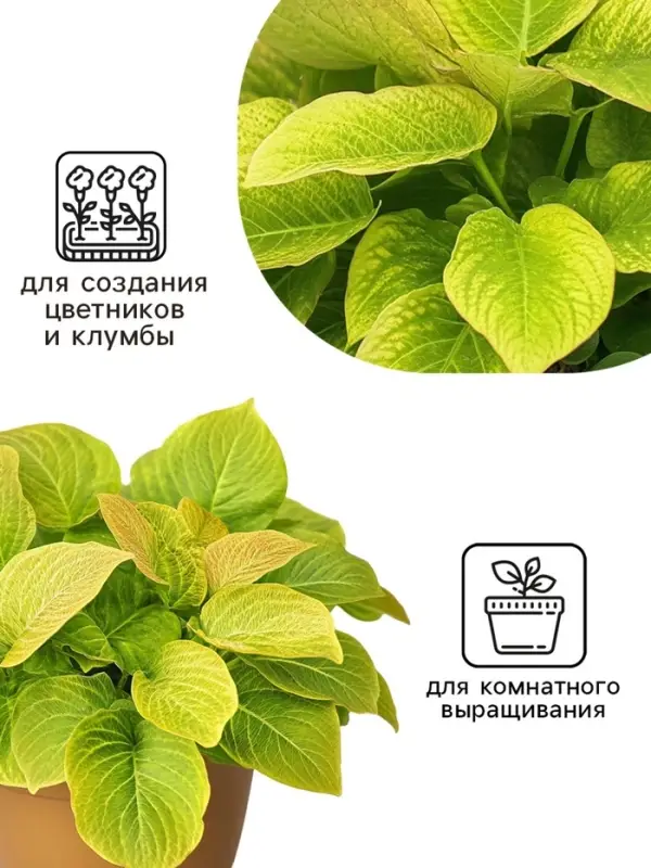 Семена цветов Колеус Визард Голден, 10шт