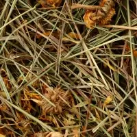 Сено луговое &laquo;Зверьё Моё&raquo;, отборное, ароматное, зеленое, без пыли, календула, 500 г