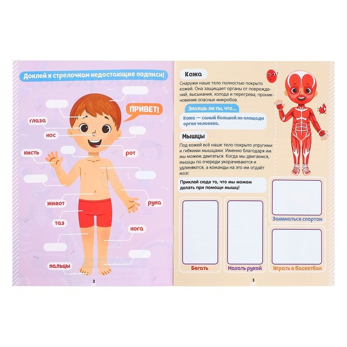 Наклейки &laquo;Как устроено моё тело&raquo;, 16 стр.