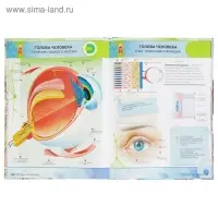 Энциклопедия 4D в дополненной реальности &laquo;Анатомия&raquo;