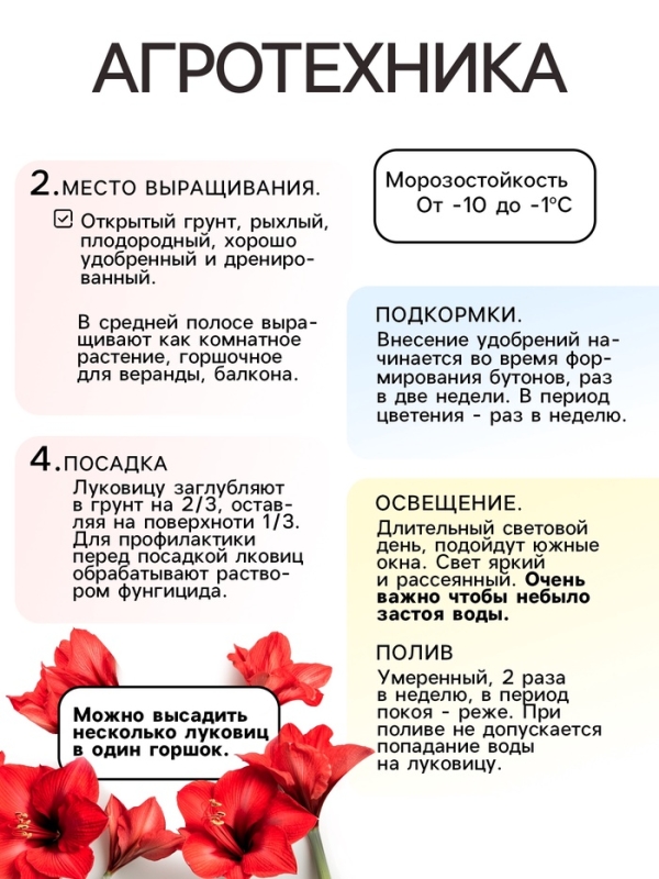 Амариллис Flamenco Queen, многолетник, луковица, р-р 22/24, 1 шт.