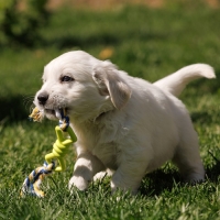 Игрушка жевательная с канатом "Бантик", 11 см, микс цветов