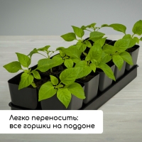 Набор для рассады: стаканы по 500 мл (10 шт.), поддон 40 &times; 19,5 см, МИКС, Greengo