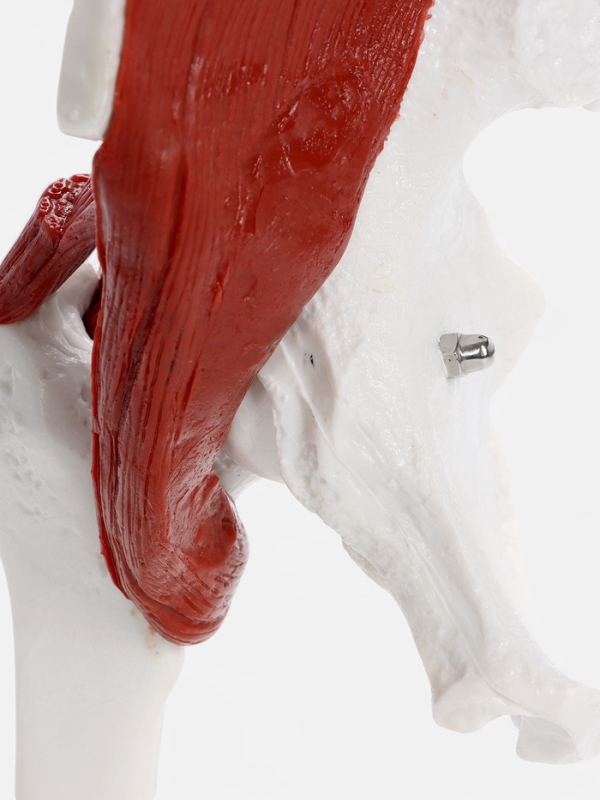 Макет "Тазовая кость с мышечной тканью" 23*13см