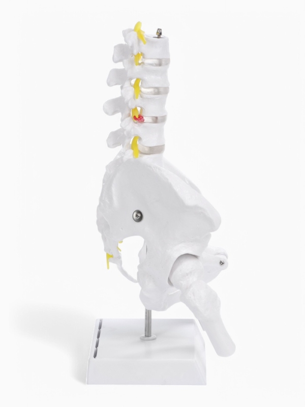 Макет "Грудная клетка, тазовые кости" 65*33*25см