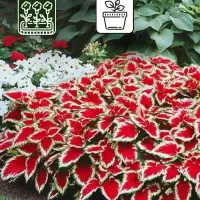 Семена цветов Колеус "Визард Скарлет", 10 шт