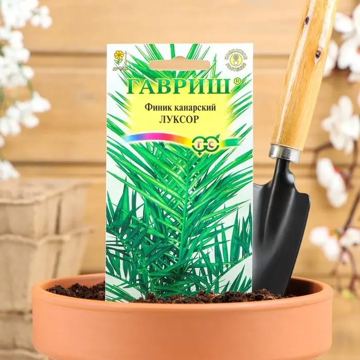 Семена комнатных цветов Финик "Луксор", ц/п,  2 шт.