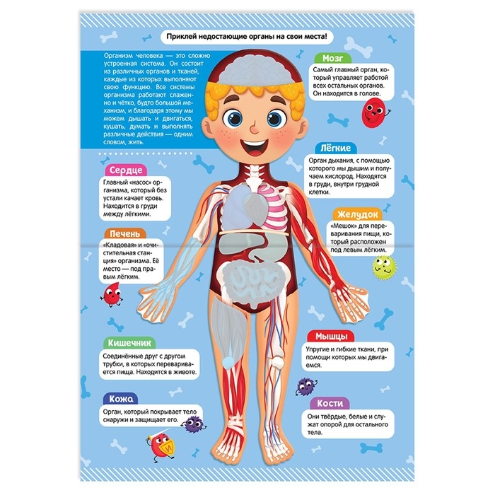 Наклейки &laquo;Как устроено моё тело&raquo;, 16 стр.