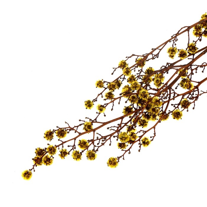 Сухие цветы &laquo;Молочай Миля&raquo;, 25 г, длина &mdash; 70 см, цвет жёлтый