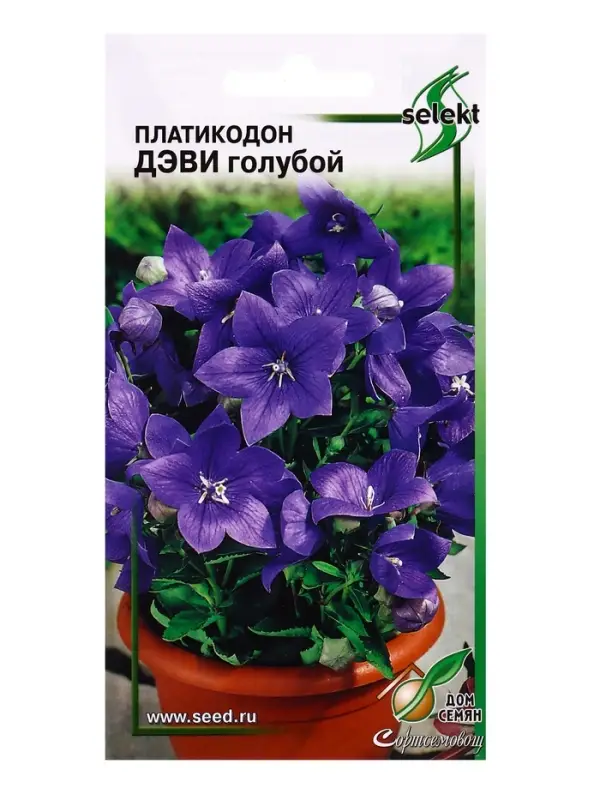 Семена цветов Платикодон Деви, голубой 30 шт
