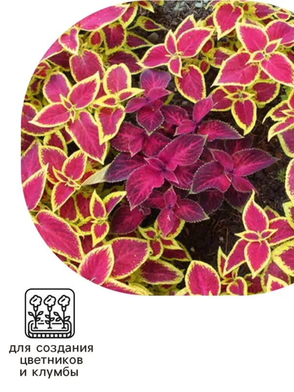 Семена цветов Колеус блюме "Райнбоу" смесь сортов, ц/п, 0,05 г