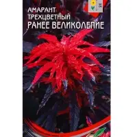 Семена цветов Амарант трёхцвет. Раннее Великолепие 100 шт