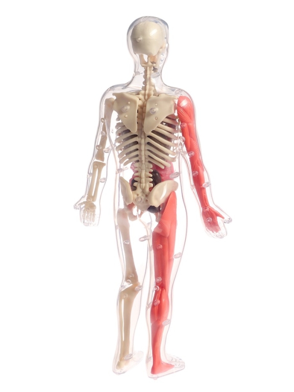 ЭВРИКИ Набор для опытов "Строение тела", светящееся с мягкими органами