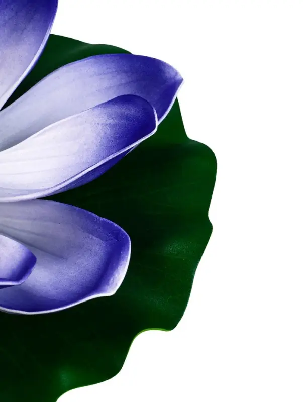 Садовый светильник для водоемов 28 х 28 х 9 см на солнечной бат-е "Лотос" фиол-ый N010