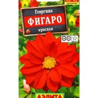 Семена цветов Георгина Фигаро махровая красная , Ц/П,7 шт.