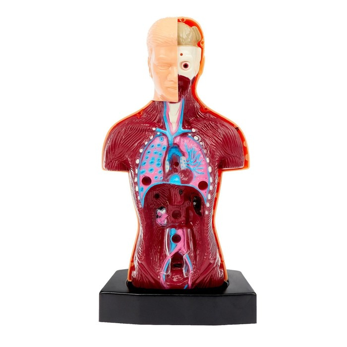 Научный опыт &laquo;Строение тела&raquo;