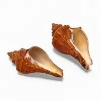 Ракушка декоративная, длина 5-6 см, ширина 4 см