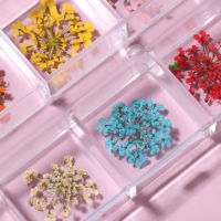 Сухоцветы для декора ногтей, 12 видов, в футляре, цвет разноцветный