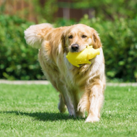 Игрушка пищащая "Весёлая свинья" для собак, хрюкающая, 19 см, жёлтая
