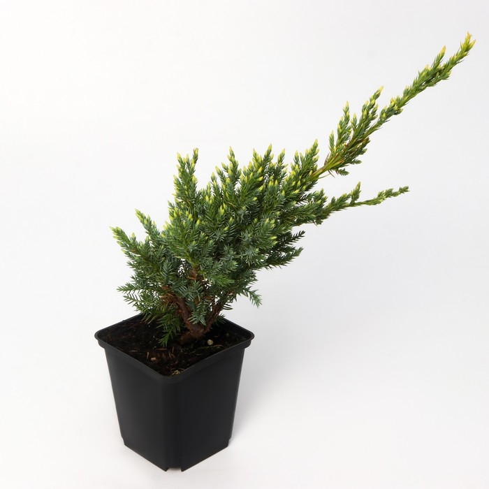 Можжевельник чешуйчатый "Холгер", Р9, 1шт, h 3-20 см, Осень 2024