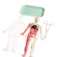 ЭВРИКИ Набор для опытов "Строение тела", светящееся с мягкими органами