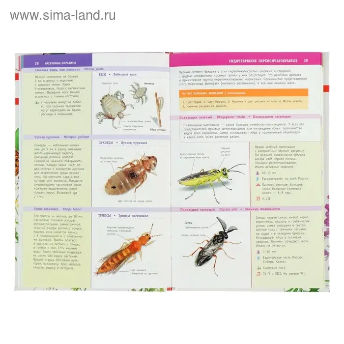 Лучший определитель. Насекомые России