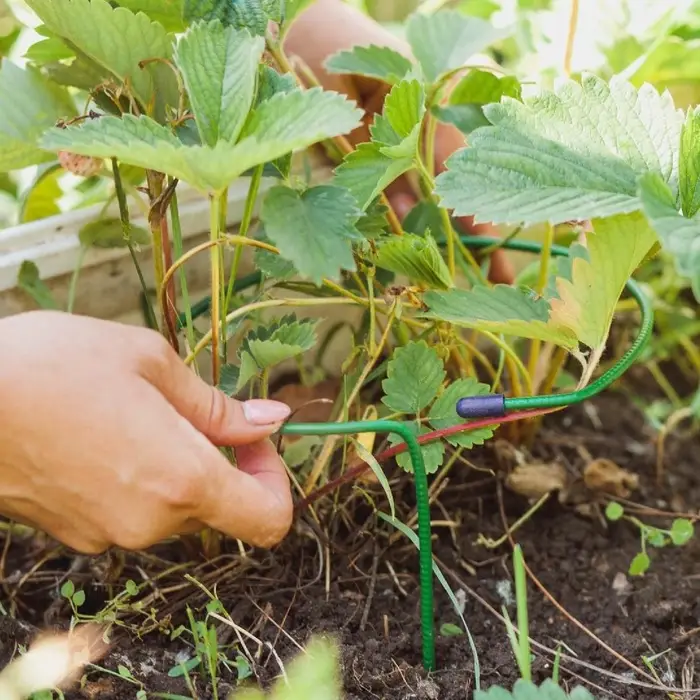 Кустодержатель для клубники, d=15 см, h=25 см, ножка d=0.3 см, металл, зелёный, Greengo