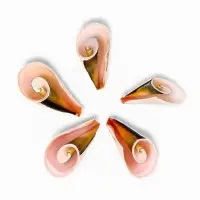 Набор ракушек декоративных, длина 4 см, 5 шт