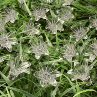 Гирлянда &laquo;Нить&raquo; 4.5 м с насадками &laquo;Цветы&raquo;, IP44, тёмная нить, 30 LED, свечение мульти, 2 режима, солнечная батарея