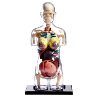 Набор для опытов &laquo;Строение тела&raquo;, беременная женщина