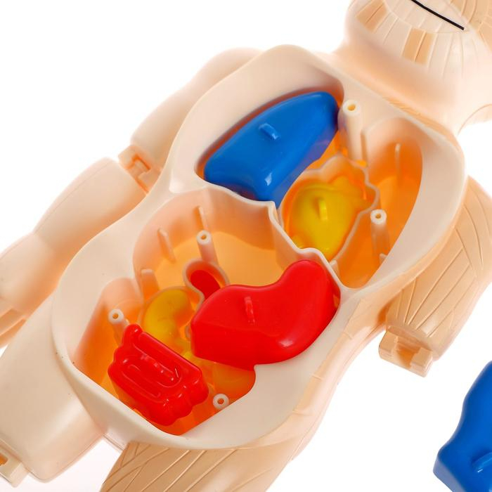 Набор для опытов &laquo;Мое удивительное тело&raquo;