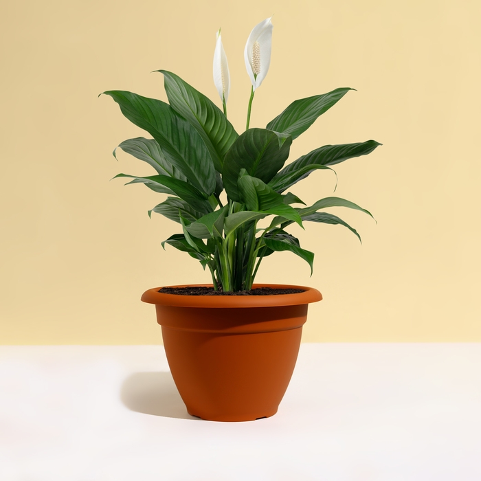 Горшок для цветов, d = 25 см, 4,3 л, пластик, коричневый