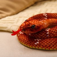 Мягкая игрушка &laquo;Змея&raquo;, 80 см, цвет коричневый