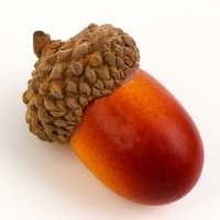 Декор &laquo;Жёлудь&raquo; набор 50 шт., размер: 2,5 &times; 1,5 см