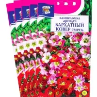 Набор семян Камнеломка "Бархатный ковер", 5 шт.