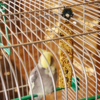 Зерновые палочки "Пижон" для птиц, с минералами, 2 шт, 90 г