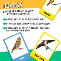 Развивающий набор &laquo;Перелётные и зимующие птицы&raquo;