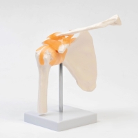 Макет "Плечевой сустав" 23*15*15см