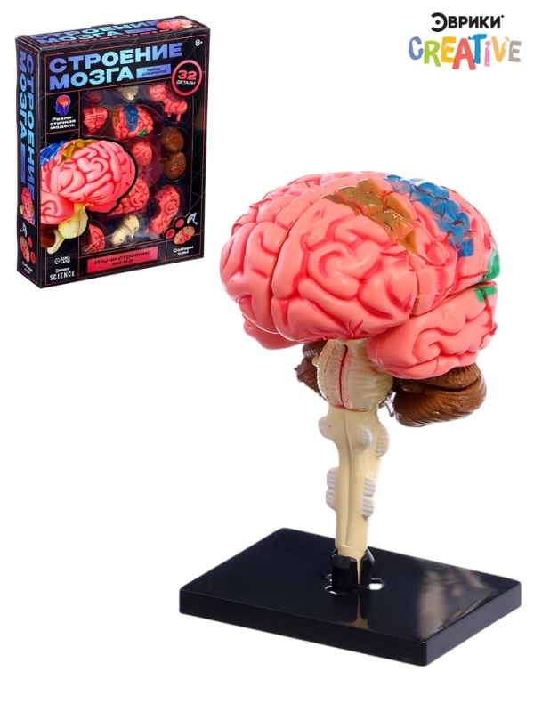 ЭВРИКИ Набор для опытов "Строение мозга", анатомическая модель